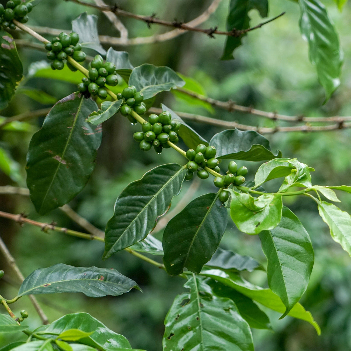 Coffee tree with green leaves and unripe coffee berries in a natural setting