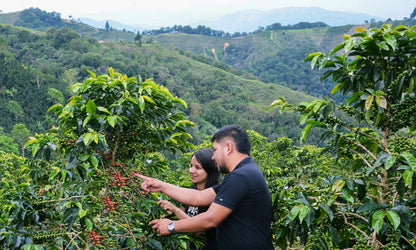 Colombia Diego Parra Beltran Pink Bourbon
