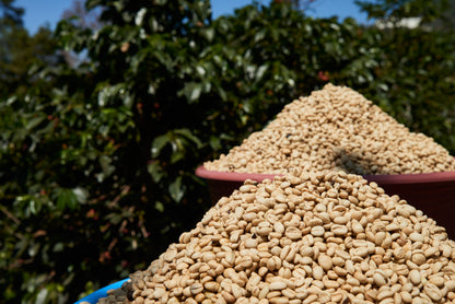Guatemala Codech