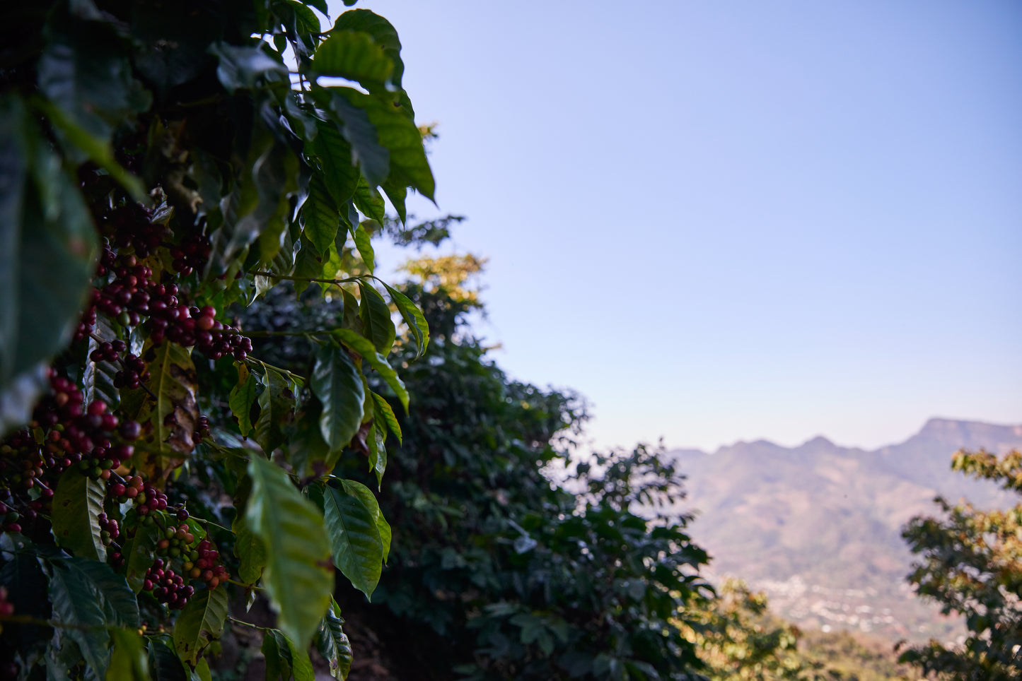 Guatemala Codech